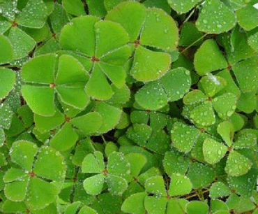 Clover